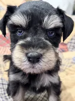 AKC Cassia Black and Silver Phantom, a female Miniature Schnauzer for sale in Vernal, UT – 5 of 8