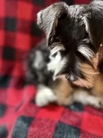 AKC Ash Black and Silver Phantom, a male Miniature Schnauzer for sale in Vernal, UT – 3 of 9