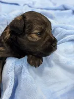 AKC Forrest Black Red Gray Sable, a male Miniature Schnauzer for sale in Vernal, UT – 2 of 8