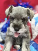 AKC Lindon Salt and Pepper Wolf Sable , a male Miniature Schnauzer for sale in Vernal, UT – 6 of 8