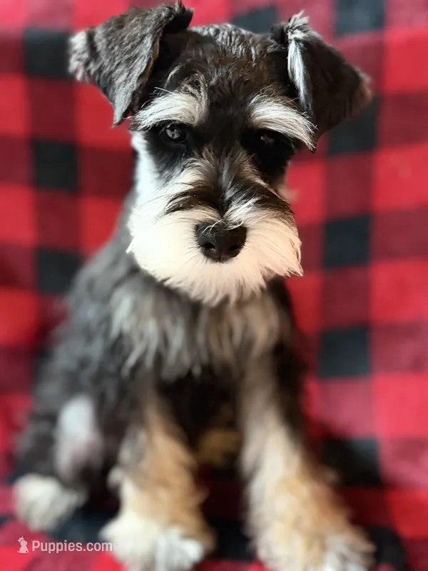 AKC Ash Black and Silver Phantom – Miniature Schnauzer puppy for sale in Vernal, UT