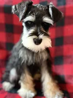 AKC Ash Black and Silver Phantom, a male Miniature Schnauzer for sale in Vernal, UT – 1 of 9