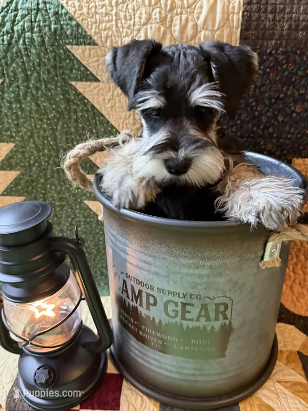 AKC Ash Black and Silver Phantom – Miniature Schnauzer puppy for sale in Vernal, UT