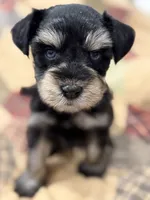 AKC Cassia Black and Silver Phantom, a female Miniature Schnauzer for sale in Vernal, UT – 4 of 8