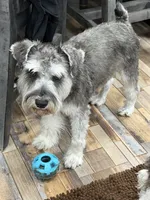 AKC Willow Black and Tan, a female Miniature Schnauzer for sale in Vernal, UT – 5 of 5