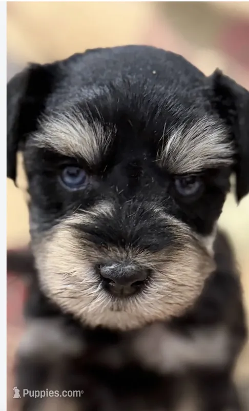 AKC Cassia Black and Silver Phantom – Miniature Schnauzer puppy for sale in Vernal, UT