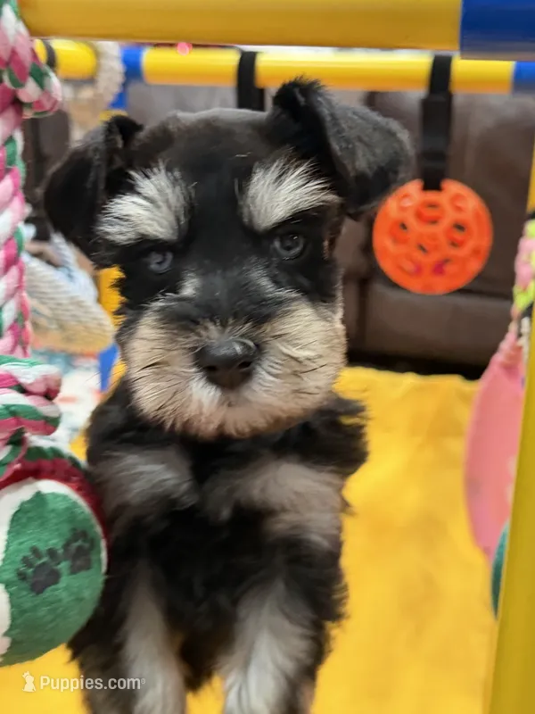 AKC Cassia Black and Silver Phantom – Miniature Schnauzer puppy for sale in Vernal, UT