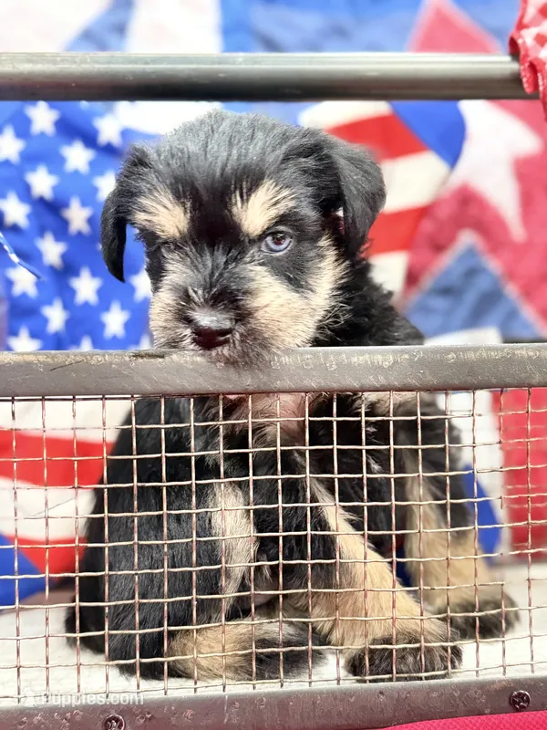 AKC Willow Black and Tan – Miniature Schnauzer puppy for sale in Vernal, UT