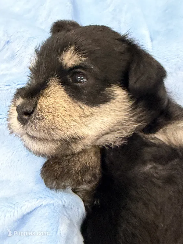 AKC Ash Black and Silver – Miniature Schnauzer puppy for sale in Vernal, UT