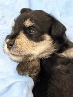 AKC Ash Black and Silver, a male Miniature Schnauzer for sale in Vernal, UT – 1 of 6