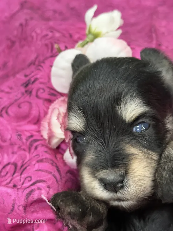 AKC Cassia Black and Silver – Miniature Schnauzer puppy for sale in Vernal, UT