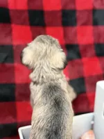 AKC Lindon Salt and Pepper Sable, a male Miniature Schnauzer for sale in Vernal, UT – 4 of 8