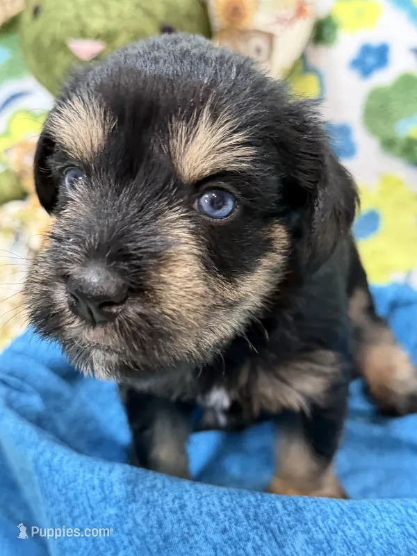 AKC Willow Black and Tan – Miniature Schnauzer puppy for sale in Vernal, UT