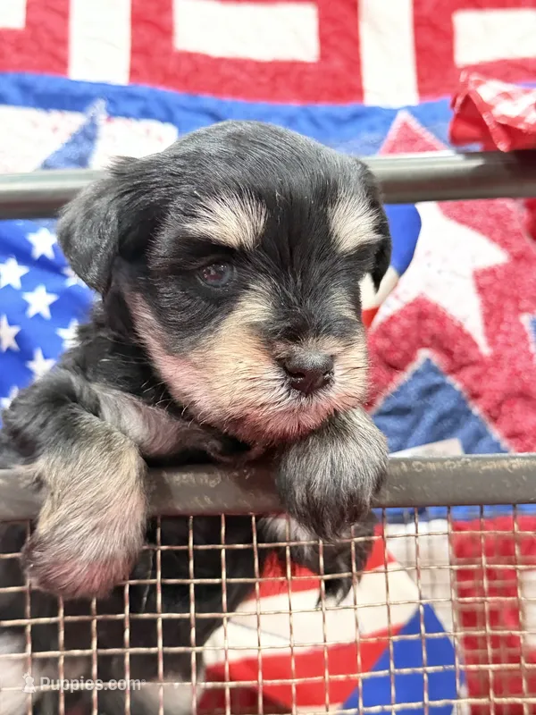 AKC Cassia Black and Silver – Miniature Schnauzer puppy for sale in Vernal, UT
