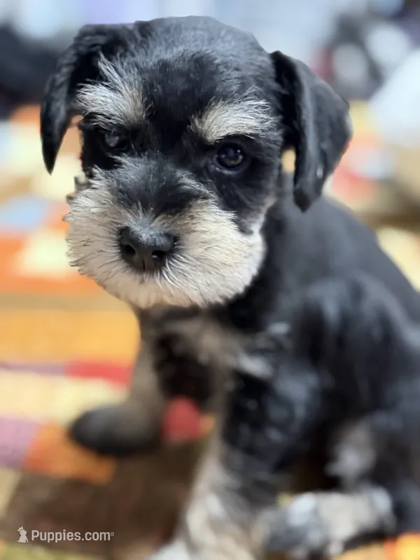 AKC Ash Black and Silver Phantom – Miniature Schnauzer puppy for sale in Vernal, UT