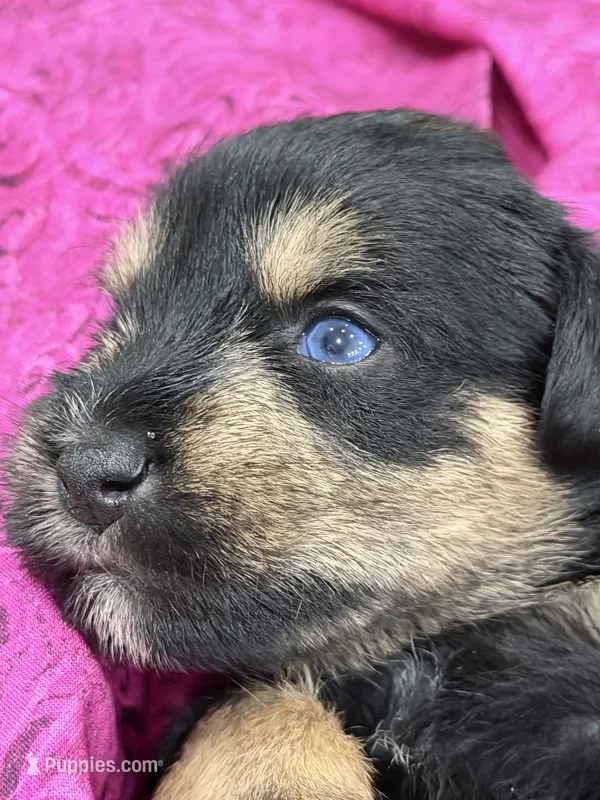 AKC Willow Black and Tan – Miniature Schnauzer puppy for sale in Vernal, UT