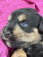 AKC Willow Black and Tan, a female Miniature Schnauzer for sale in Vernal, UT – 1 of 5