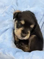 AKC Ash Black and Silver, a male Miniature Schnauzer for sale in Vernal, UT – 3 of 6