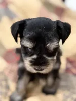 AKC Cassia Black and Silver Phantom, a female Miniature Schnauzer for sale in Vernal, UT – 6 of 8