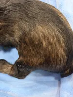 AKC Forrest Black Red Gray Sable, a male Miniature Schnauzer for sale in Vernal, UT – 5 of 8