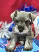 AKC Lindon Salt and Pepper Wolf Sable , a male Miniature Schnauzer for sale in Vernal, UT – 3 of 8