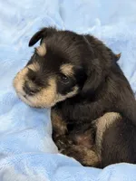 AKC Ash Black and Silver, a male Miniature Schnauzer for sale in Vernal, UT – 2 of 6