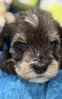 AKC Hazel Black Red Grey Sable, a female Miniature Schnauzer for sale in Vernal, UT – 2 of 8