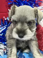 AKC Lindon Salt and Pepper Wolf Sable , a male Miniature Schnauzer for sale in Vernal, UT – 5 of 8