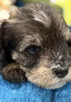 AKC Hazel Black Red Grey Sable, a female Miniature Schnauzer for sale in Vernal, UT – 3 of 8
