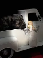AKC Forrest Black Red Gray Sable, a male Miniature Schnauzer for sale in Vernal, UT – 1 of 8