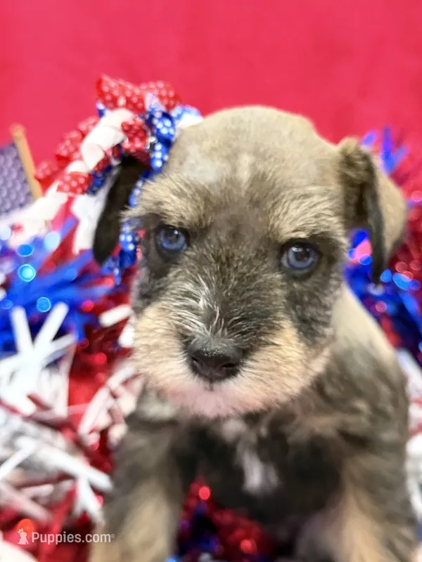 AKC Hazel Black Red Grey Sable – Miniature Schnauzer puppy on hold in Vernal, UT