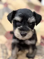 AKC Cassia Black and Silver Phantom, a female Miniature Schnauzer for sale in Vernal, UT – 2 of 8