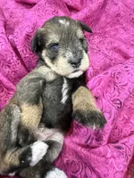 AKC Hazel Black Red Grey Sable, a female Miniature Schnauzer for sale in Vernal, UT – 6 of 8