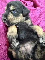 AKC Willow Black and Tan, a female Miniature Schnauzer for sale in Vernal, UT – 3 of 5