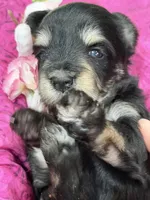 AKC Cassia Black and Silver, a female Miniature Schnauzer for sale in Vernal, UT – 3 of 5