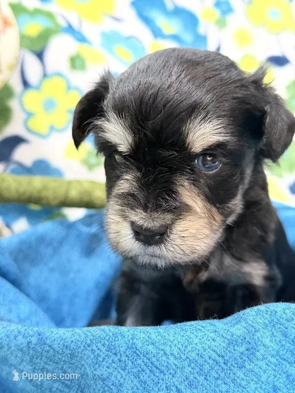 AKC Cassia Black and Silver – Miniature Schnauzer puppy for sale in Vernal, UT