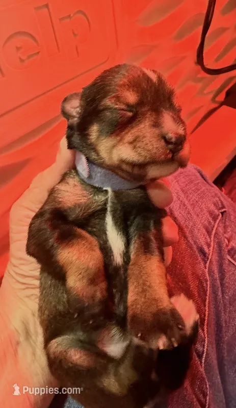 Hazel – Miniature Schnauzer puppy for sale in Vernal, UT