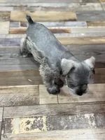 AKC Lindon Salt and Pepper Wolf Sable , a male Miniature Schnauzer for sale in Vernal, UT – 4 of 8