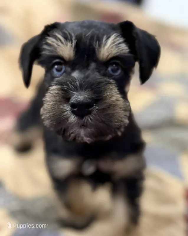 AKC Willow Black and Tan Phantom – Miniature Schnauzer puppy for sale in Vernal, UT