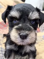 AKC Cassia Black and Silver Phantom, a female Miniature Schnauzer for sale in Vernal, UT – 3 of 8