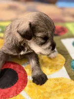 AKC Lindon Salt and Pepper Sable, a male Miniature Schnauzer for sale in Vernal, UT – 5 of 8