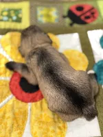 AKC Lindon Salt and Pepper Sable, a male Miniature Schnauzer for sale in Vernal, UT – 6 of 8