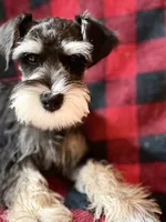 AKC Ash Black and Silver Phantom, a male Miniature Schnauzer for sale in Vernal, UT – 6 of 9