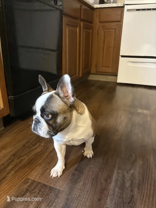 Sandy  – French Bulldog puppy for sale in Kansas City, MO