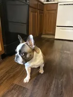 Sandy , a female French Bulldog for sale in Kansas City, MO – 1 of 3
