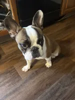 Sandy , a female French Bulldog for sale in Kansas City, MO – 3 of 3