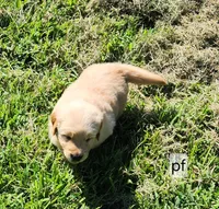 Purple Collar, a male Golden Retriever for sale in Blairsville, GA – 2 of 5