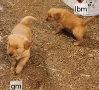Light Blue Collar, a male Golden Retriever for sale in Blairsville, GA – 4 of 5