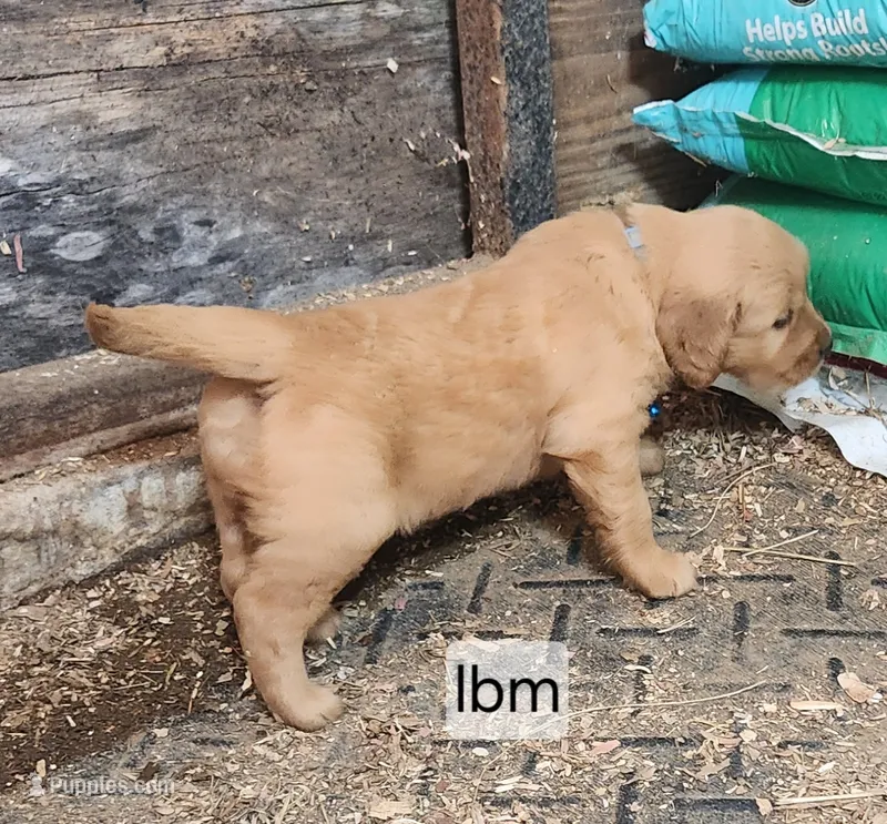 Light Blue Collar – Golden Retriever puppy for sale in Blairsville, GA