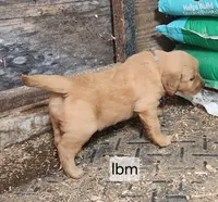 Light Blue Collar, a male Golden Retriever for sale in Blairsville, GA – 1 of 5